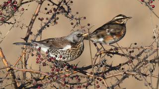 Like Me, These Birds Are Drunk and Destroying Things<em></em><em></em>